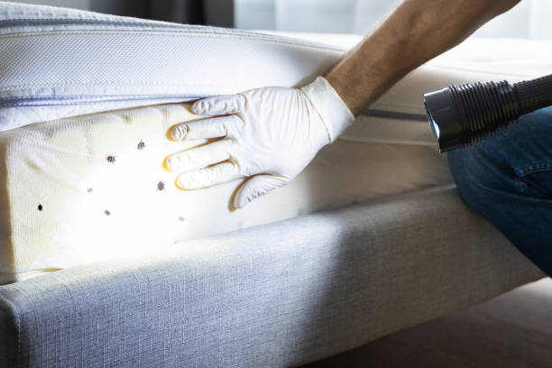 Best Insect Control  in La Paloma, TX