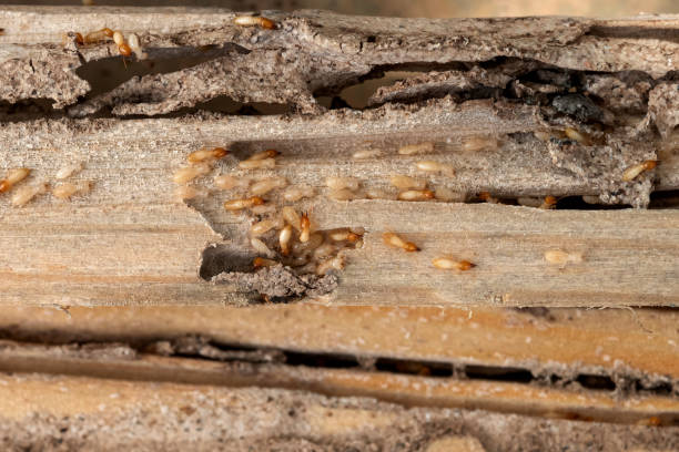 Best Bed Bug Extermination  in La Paloma, TX